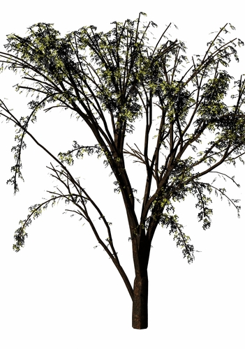 ipa-tree.jpg