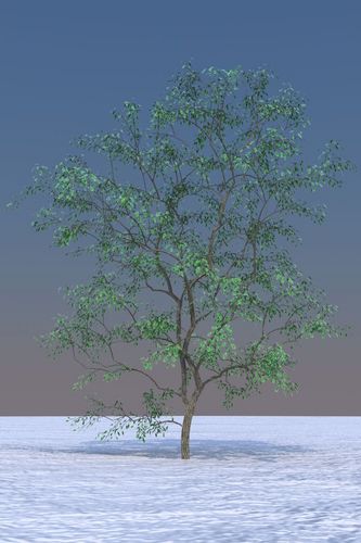 tree-cheetah3d.jpg