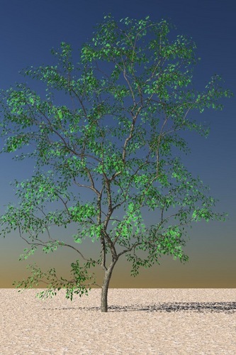 tree-lightwave.jpg